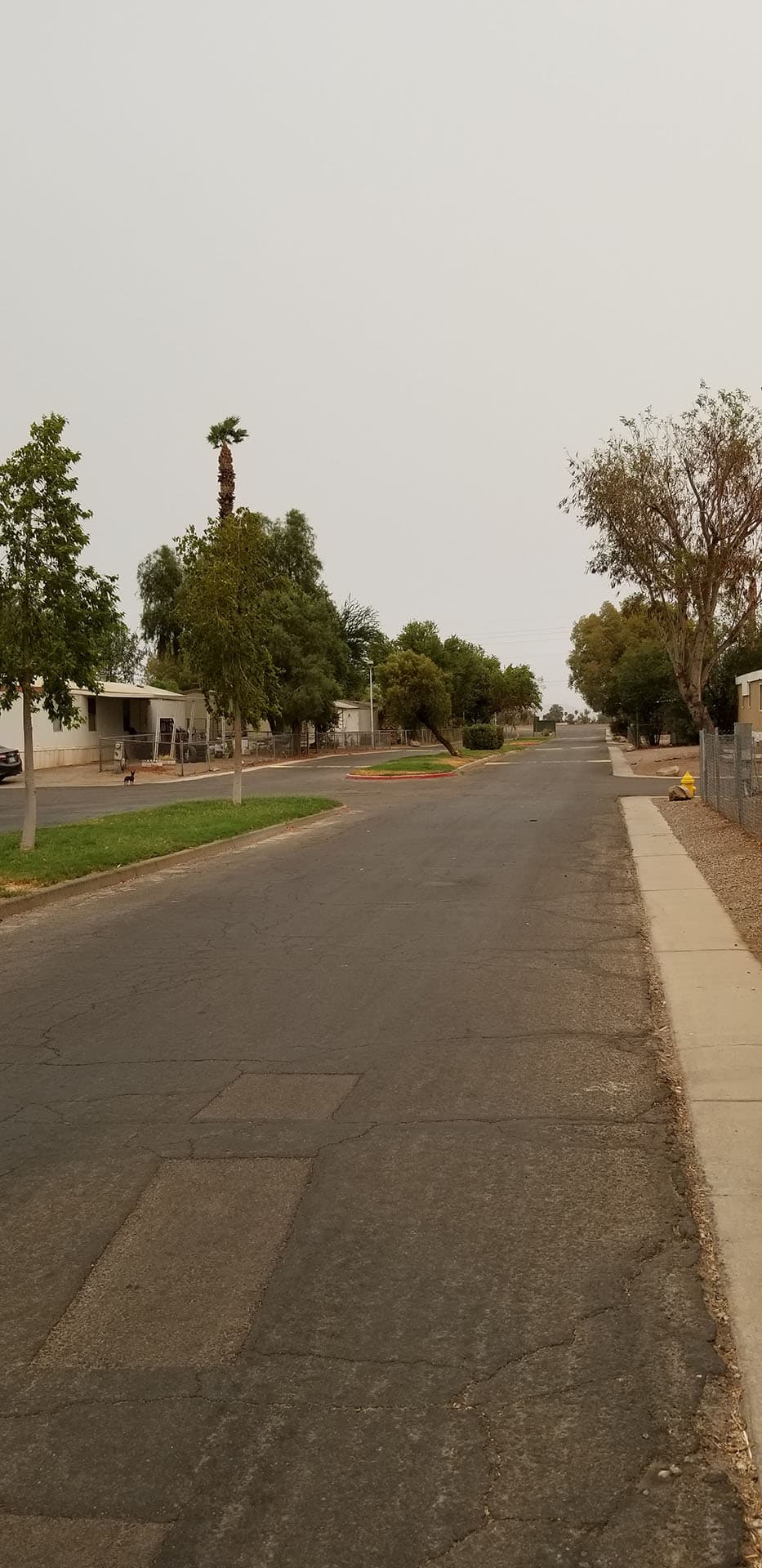 A quiet paved street lined with homes and mature trees at Sierra Pacific.